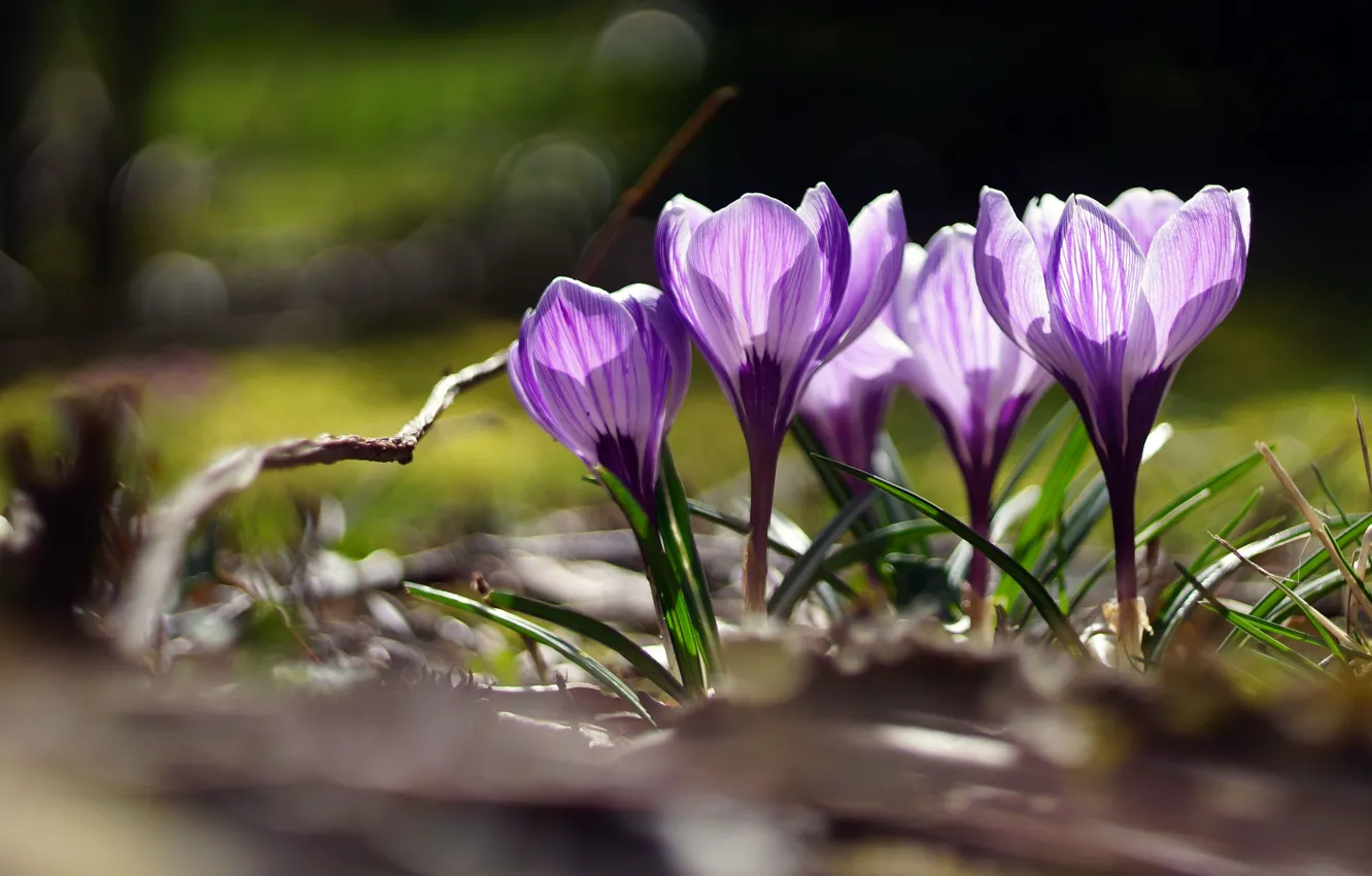 Фото обои свет, цветы, поляна, весна, фиолетовые, крокусы