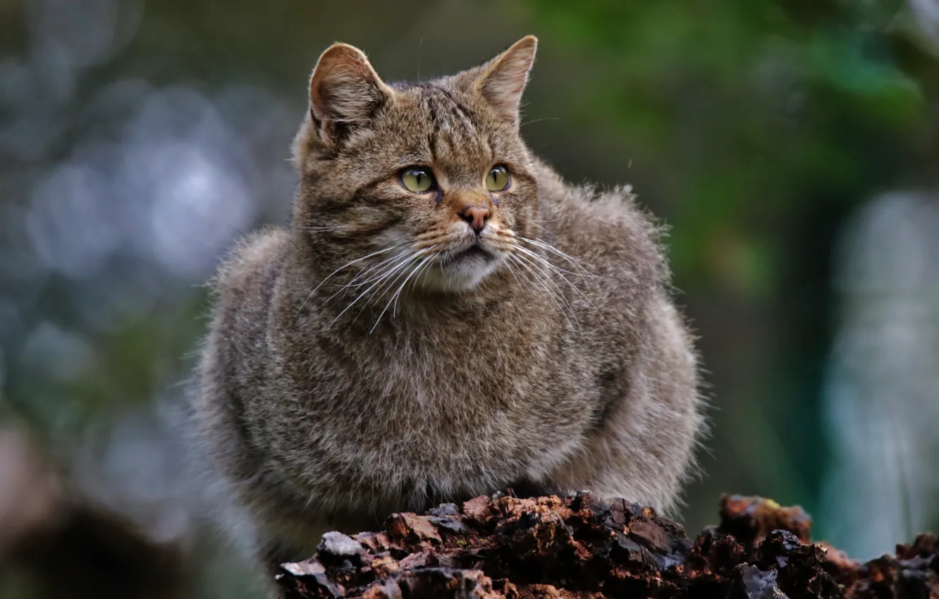 Фото обои хищник, Лесной кот, Wild Cat