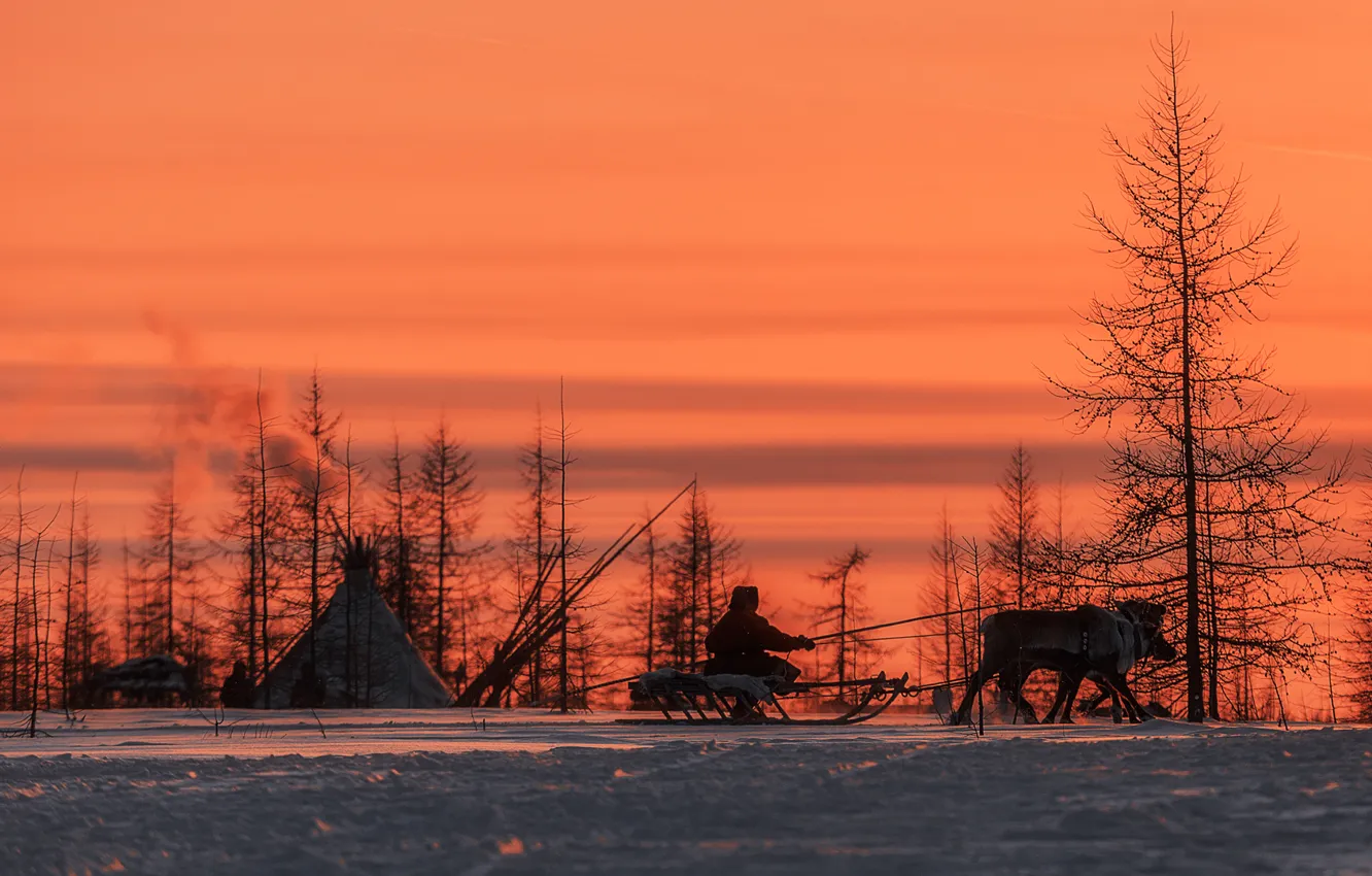 Фото обои снег, человек, Зима, олени, север, юрта, Якутия