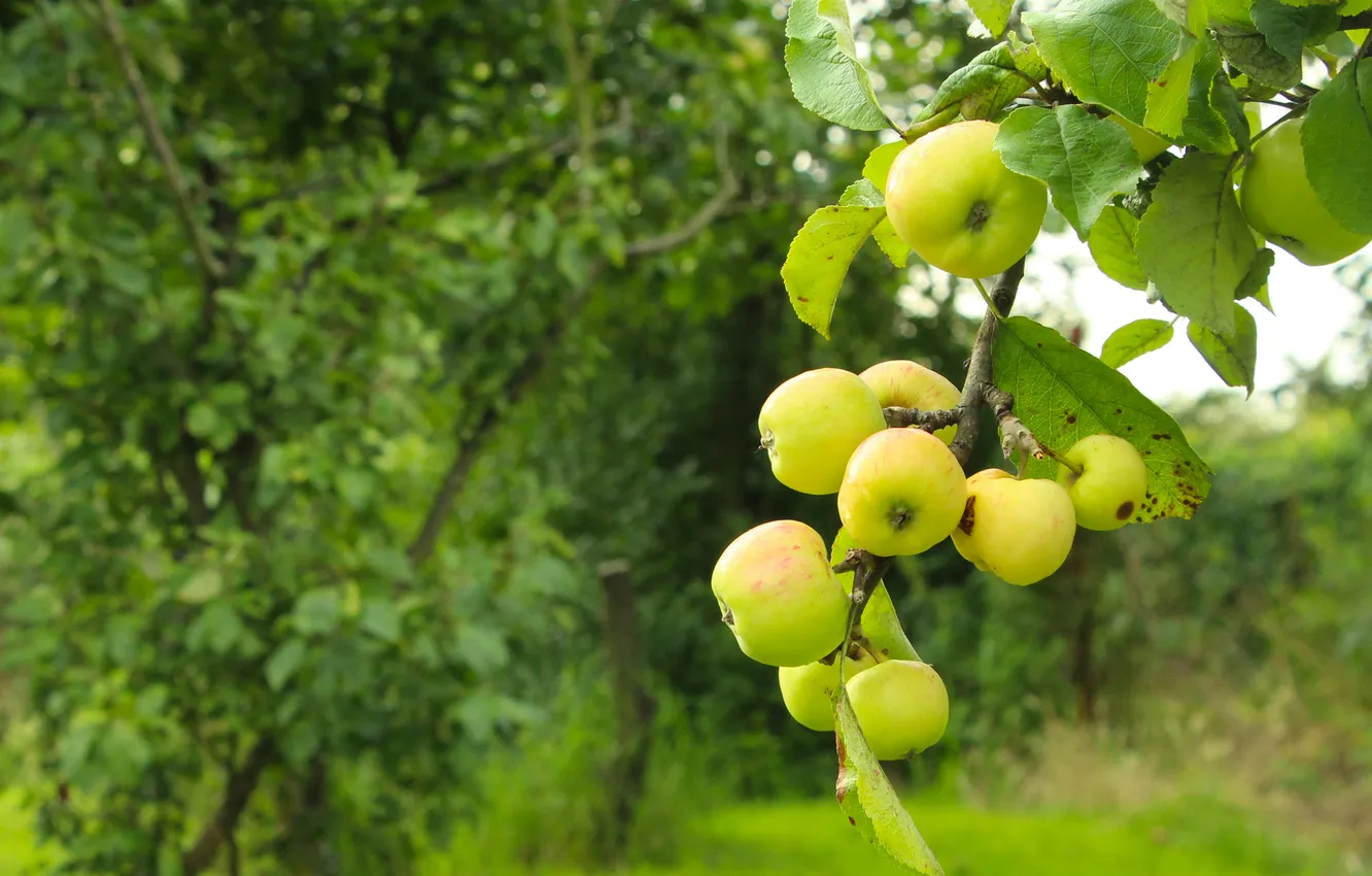 Фото обои apple, fruit, twig