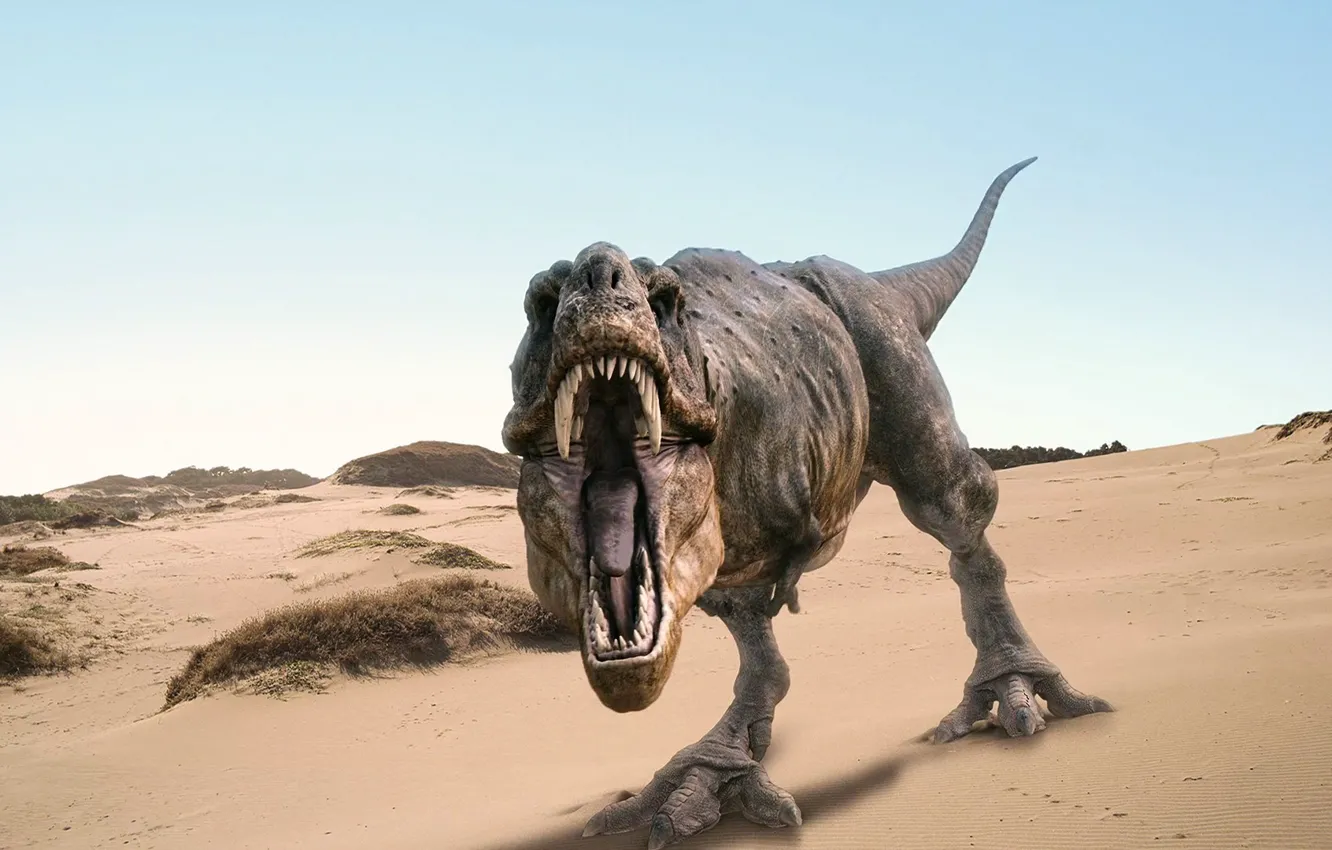 Фото обои песок, динозавр, пасть, рык, рекс