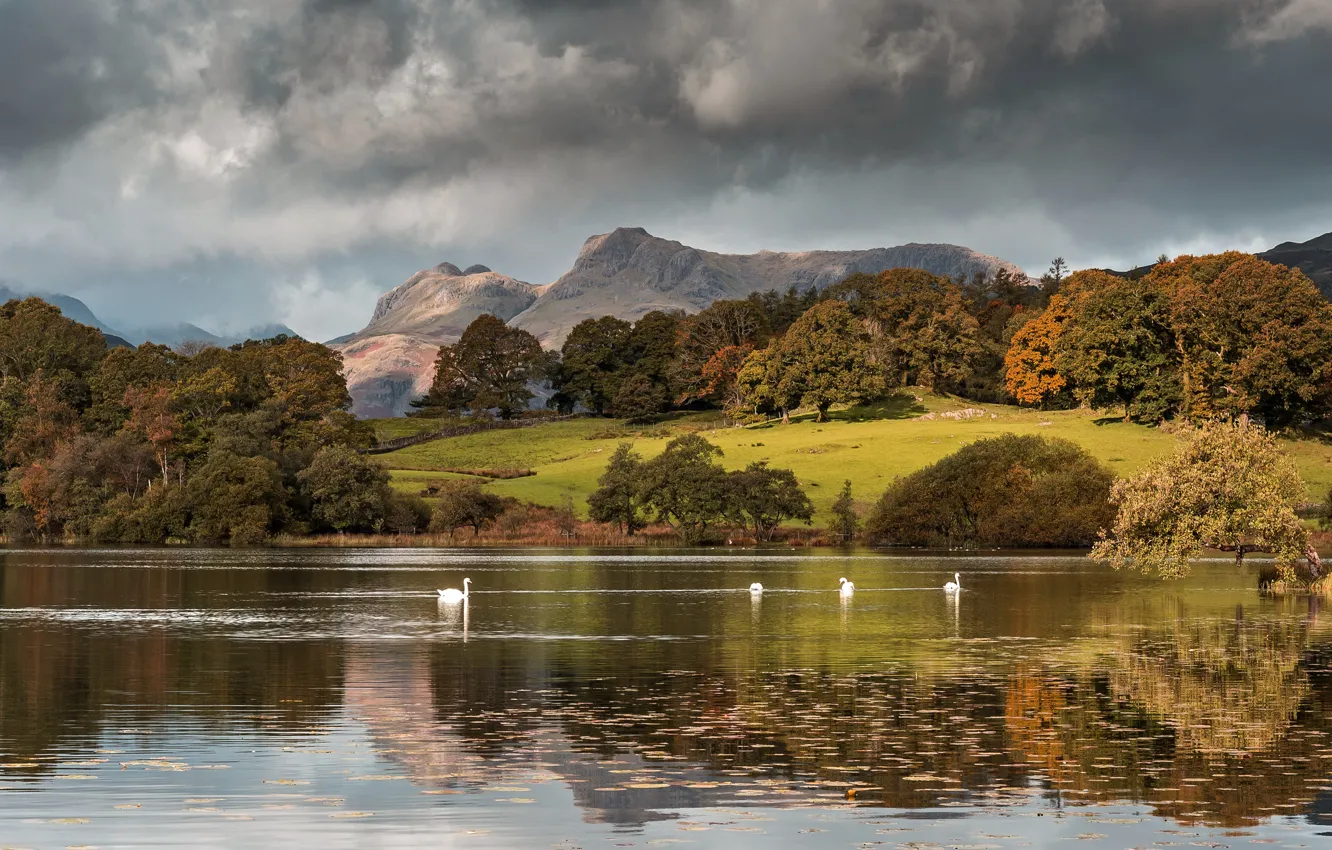 Фото обои осень, лес, облака, горы, тучи, озеро, отражение, птица