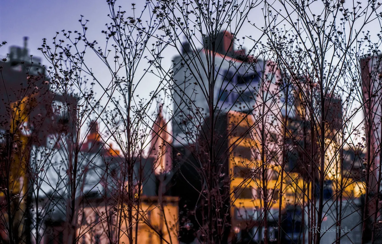 Фото обои небо, дома, Highline Manhattan