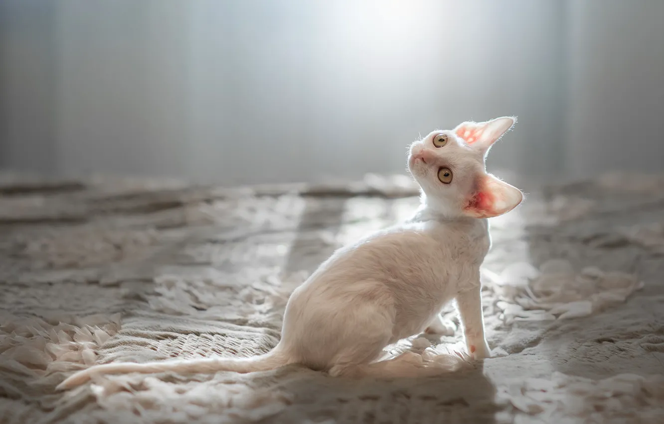 Фото обои белый, взгляд, мордочка, котёнок, ушки, Корниш-рекс