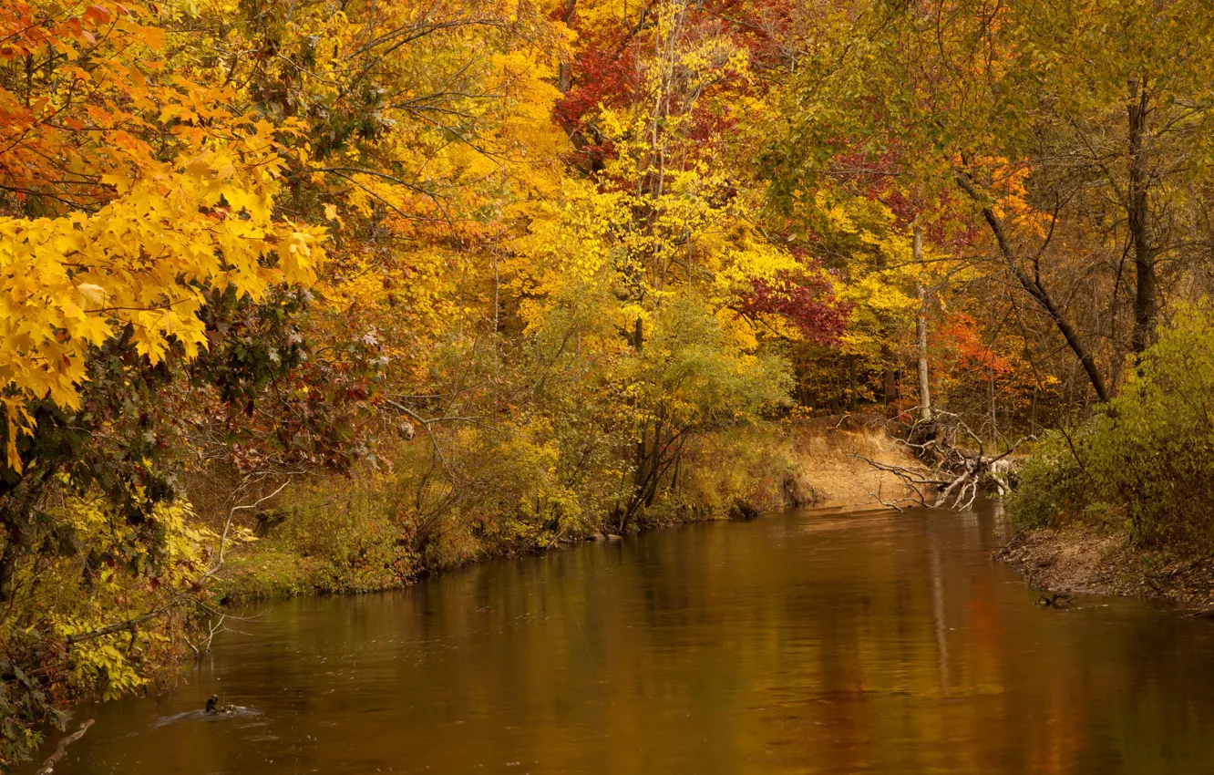 Фото обои осень, лес, деревья, река