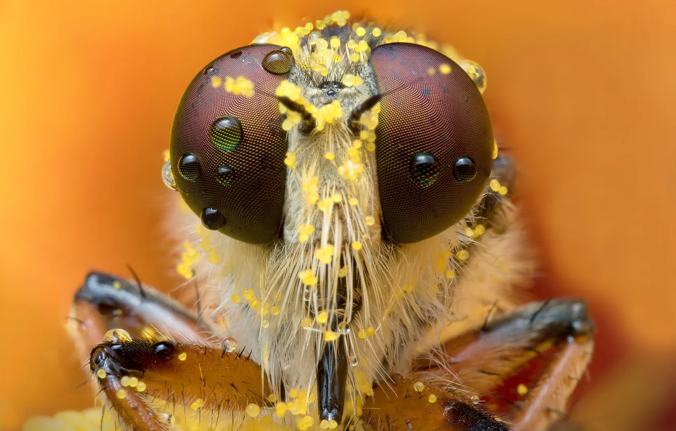 Фото обои глаза, взгляд, капли, макро, муха, пыльца, портрет, насекомое