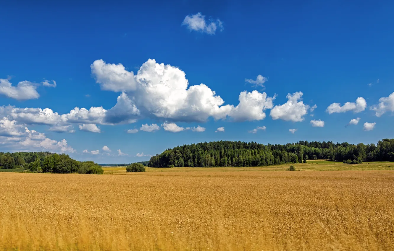 Фото обои поле, лес, лето, облака, summer, Швеция, Sweden, trees