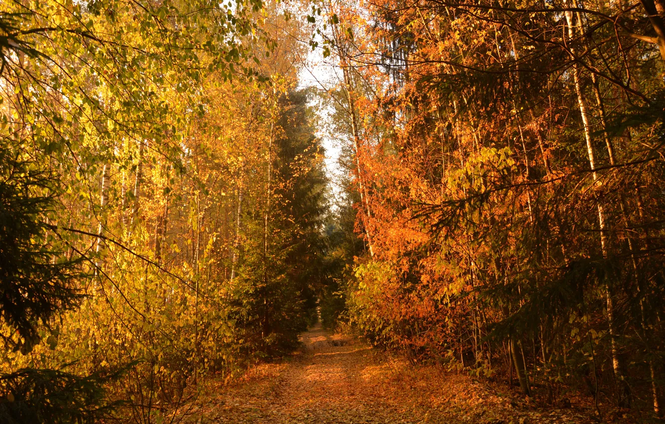 Фото обои Тропинка, Осень, Деревья, Лес, Тропа, Fall, Autumn, Colors