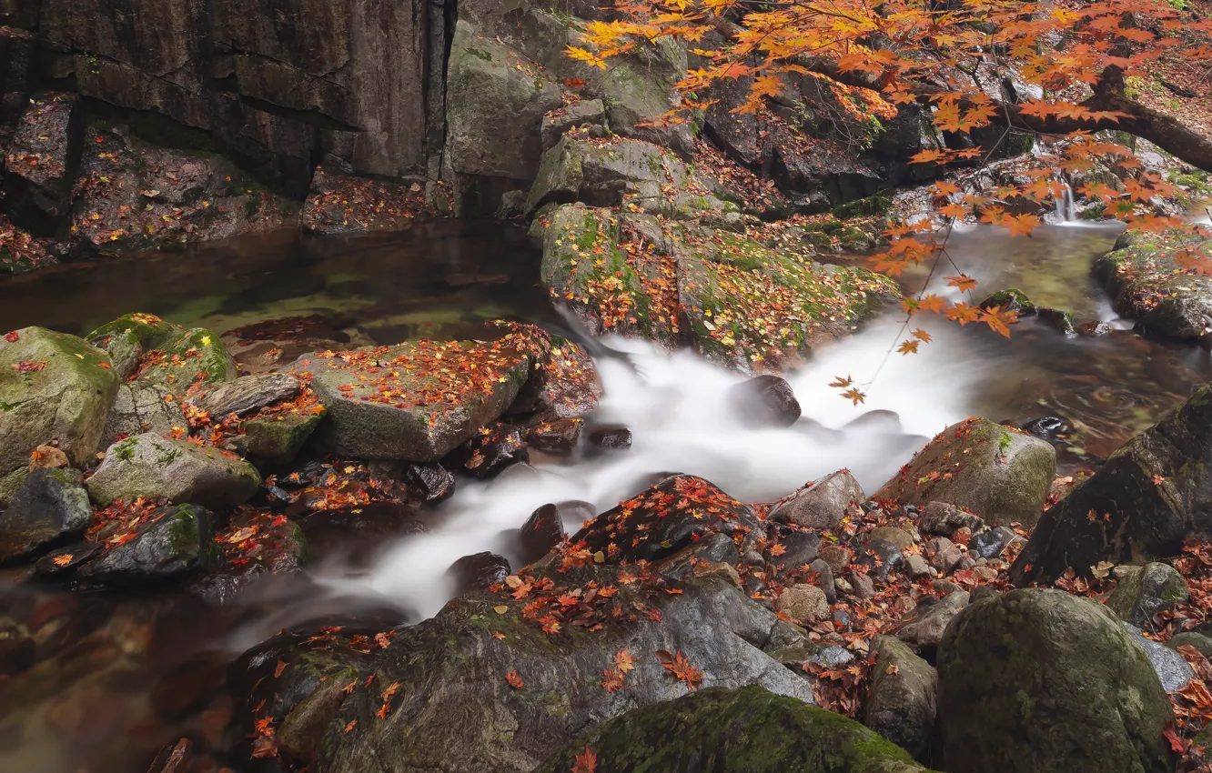 Фото обои осень, ручей, камни, дерево, берег, листва, водопад, речка