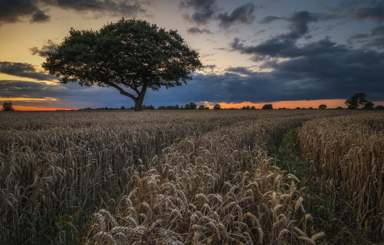 Фото обои пшеница, поле, пейзаж, природа, дерево, красота