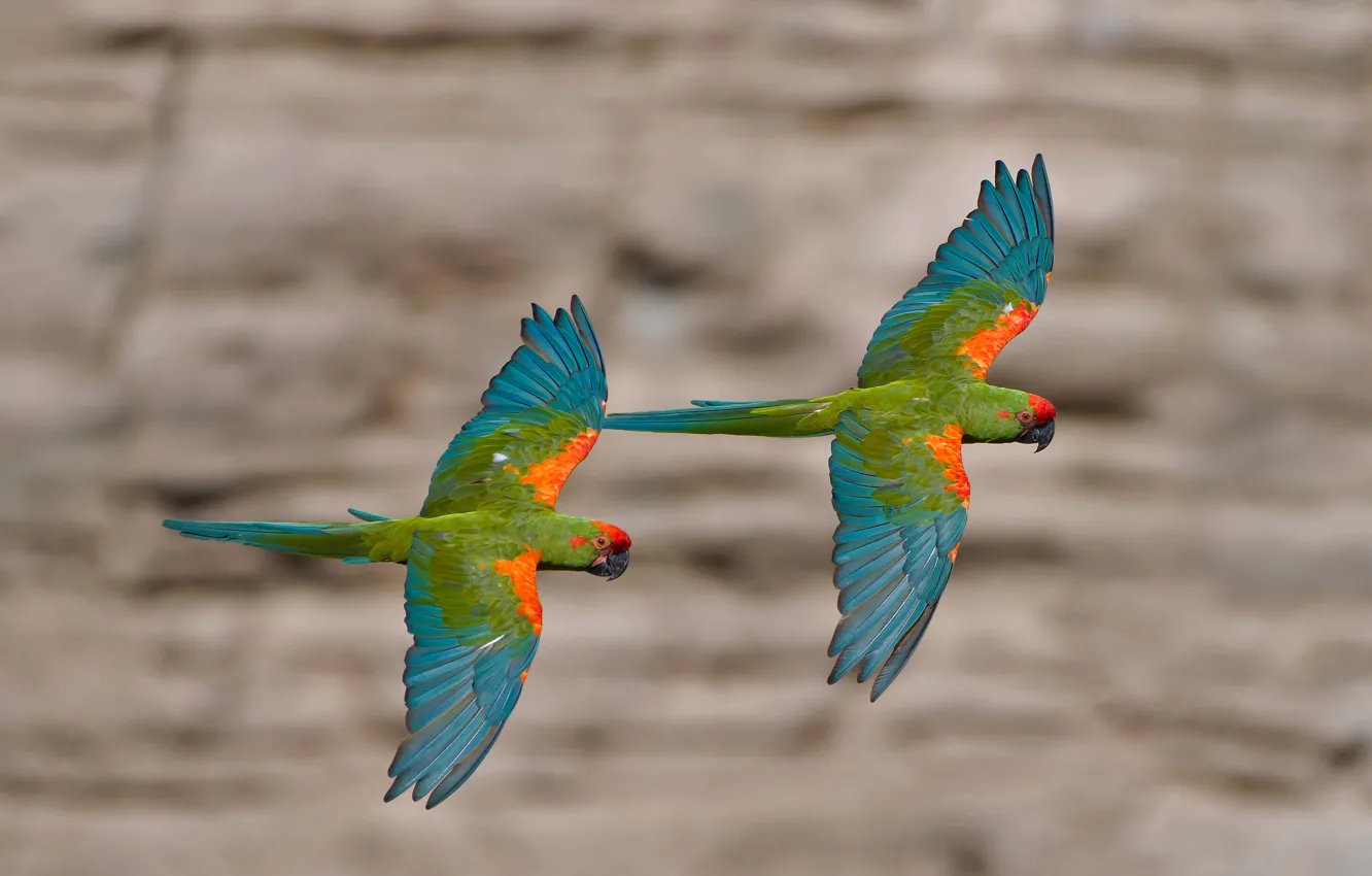Фото обои птицы, попугай, Боливия, красноухий ара