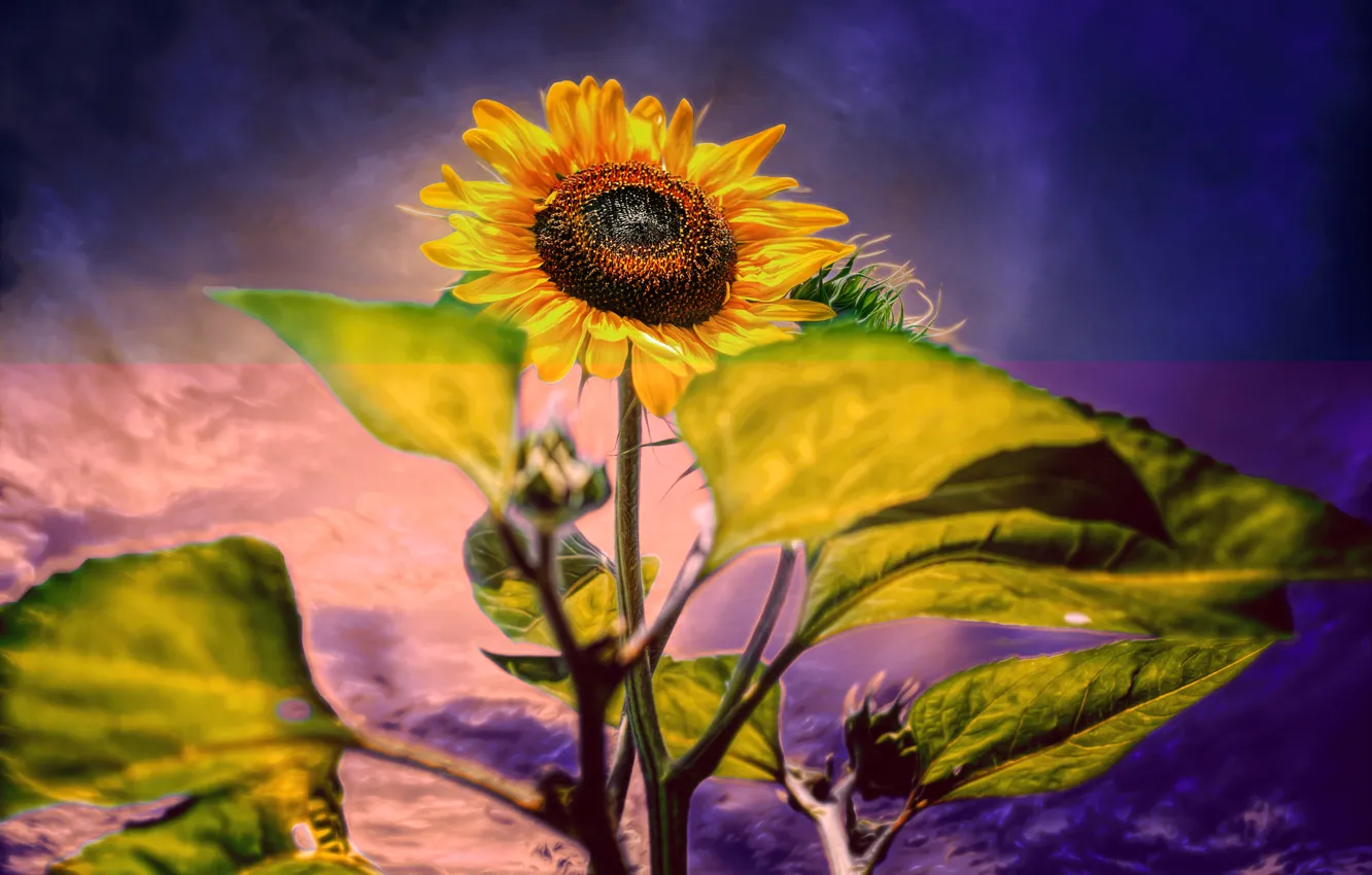 Фото обои подсолнух, обработка, Sun Flower