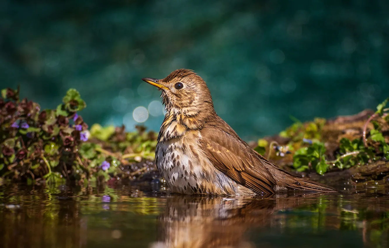 Фото обои вода, природа, птица, растительность, купание, боке, Tamas Hauk, певчий дрозд