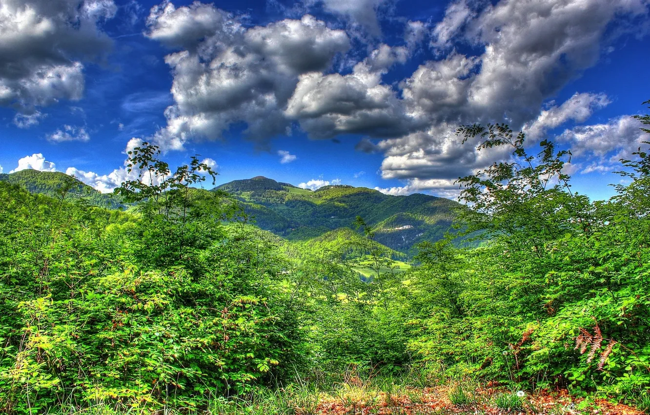 Фото обои лес, небо, облака, деревья, горы, природа.