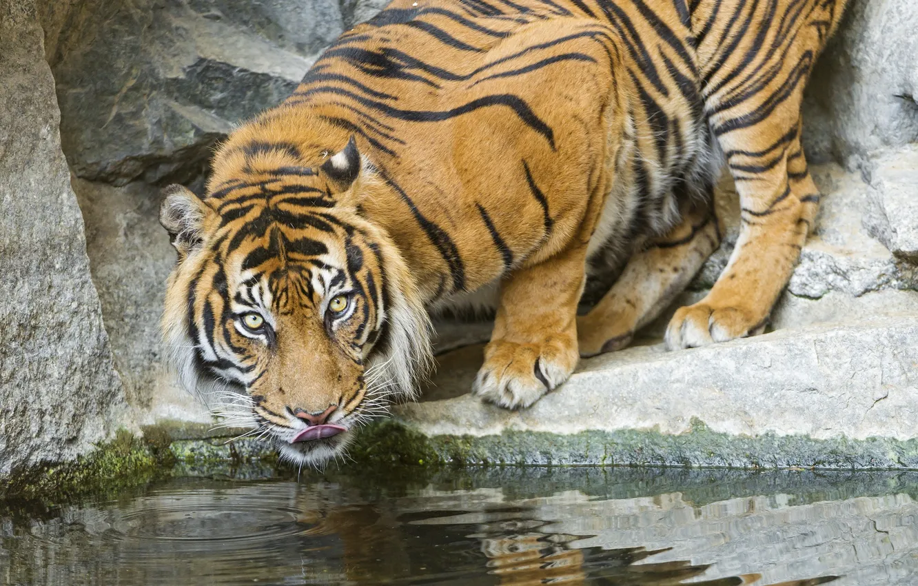 Фото обои язык, морда, тигр, хищник, водопой, дикая кошка