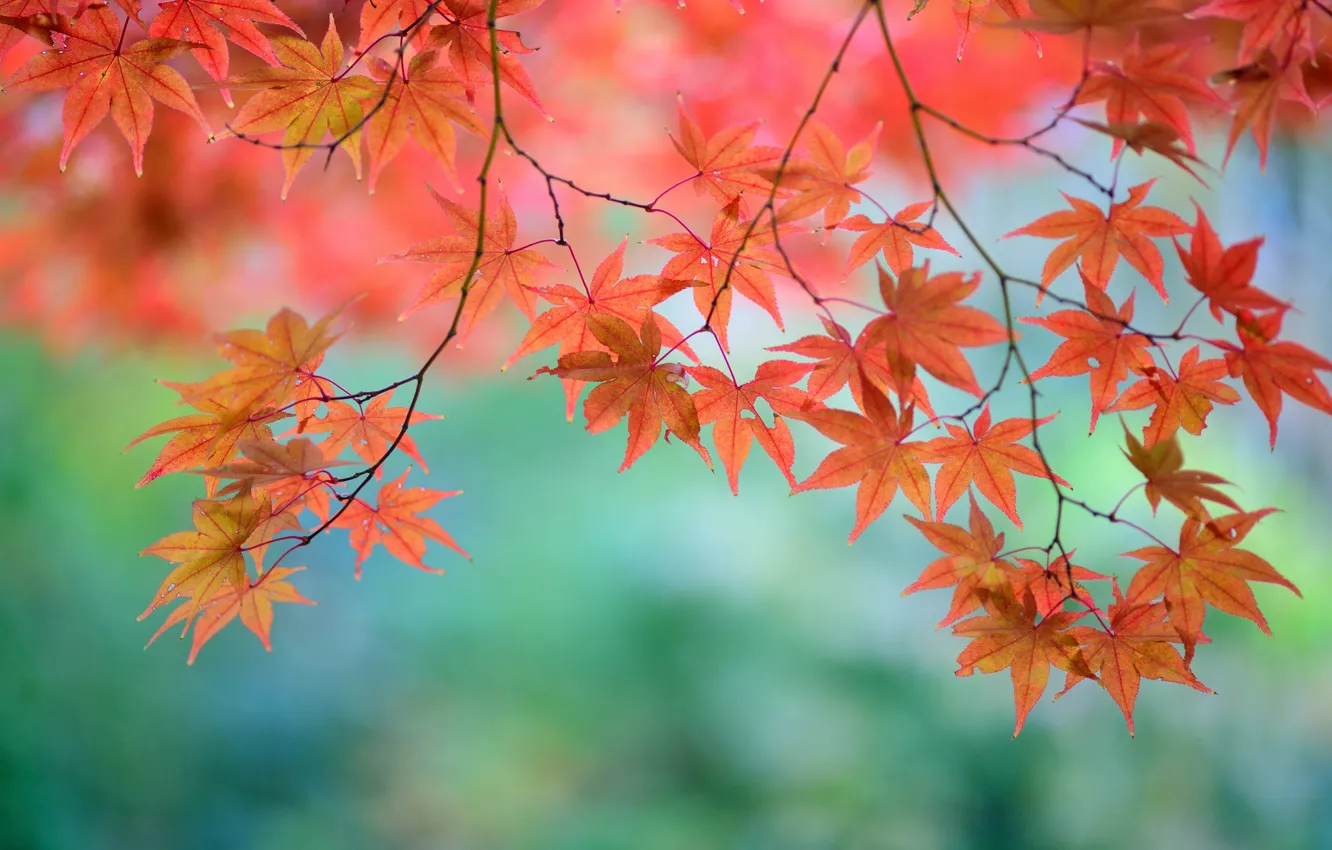 Фото обои листья, ветки, дерево, красные, клен, японский