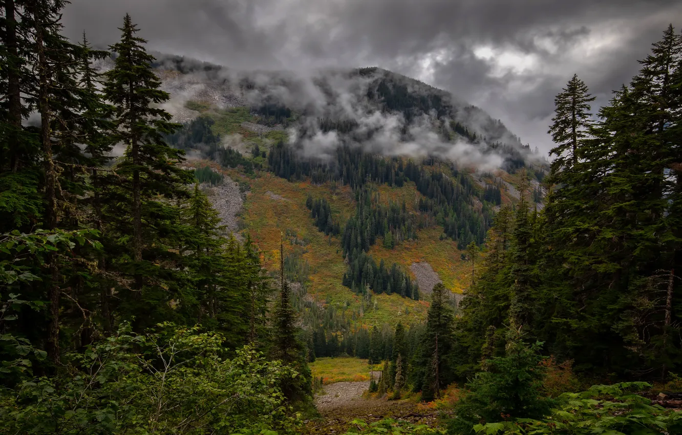 Фото обои лес, горы, туман, ели, склон