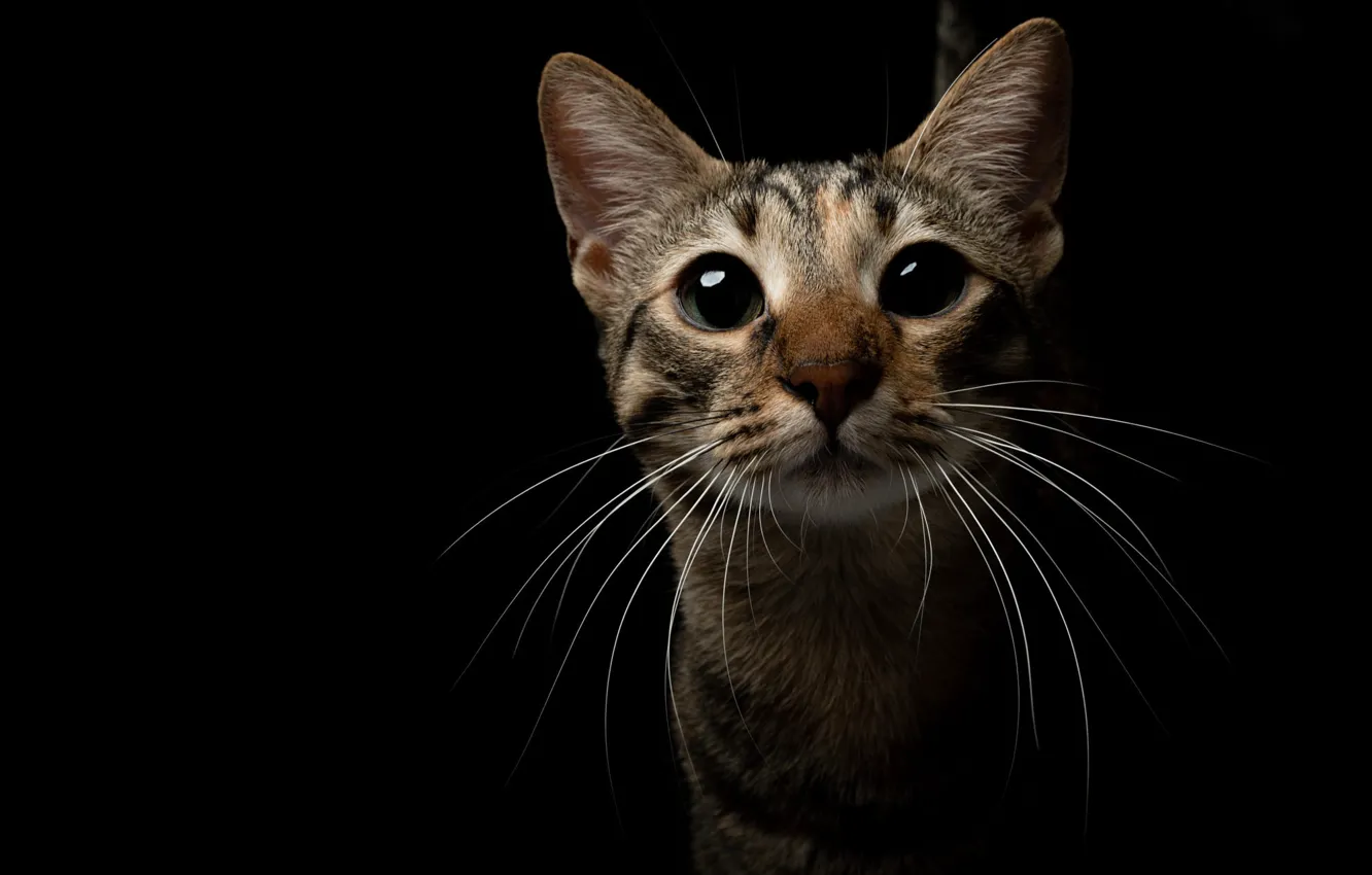 Фото обои кошка, кот, взгляд, морда, портрет, черный фон