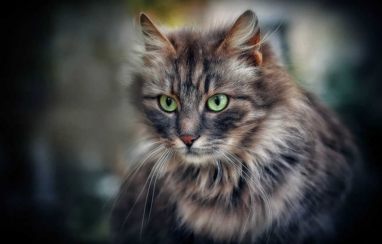 Фото обои кот, взгляд, портрет, пушистый, мордочка, зелёные глаза, котейка