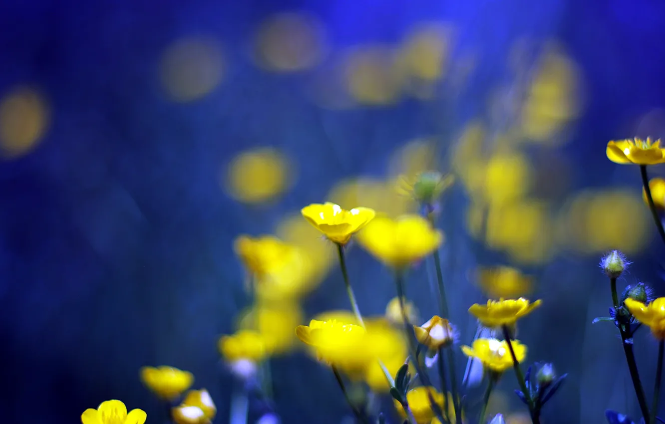 Фото обои цветы, синий, фон, желтые, yellow, blue, flowers, background