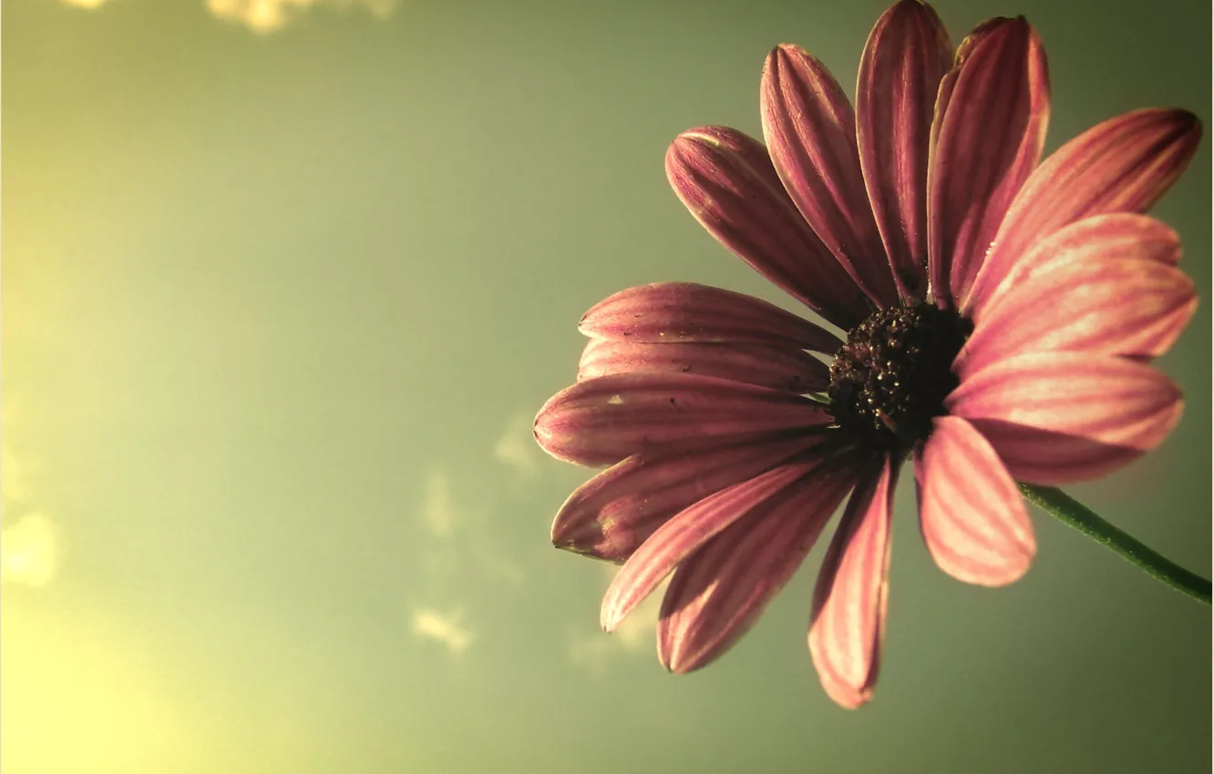 Фото обои цветок, небо, макро, лучи, свет, растение, лепестки, flower