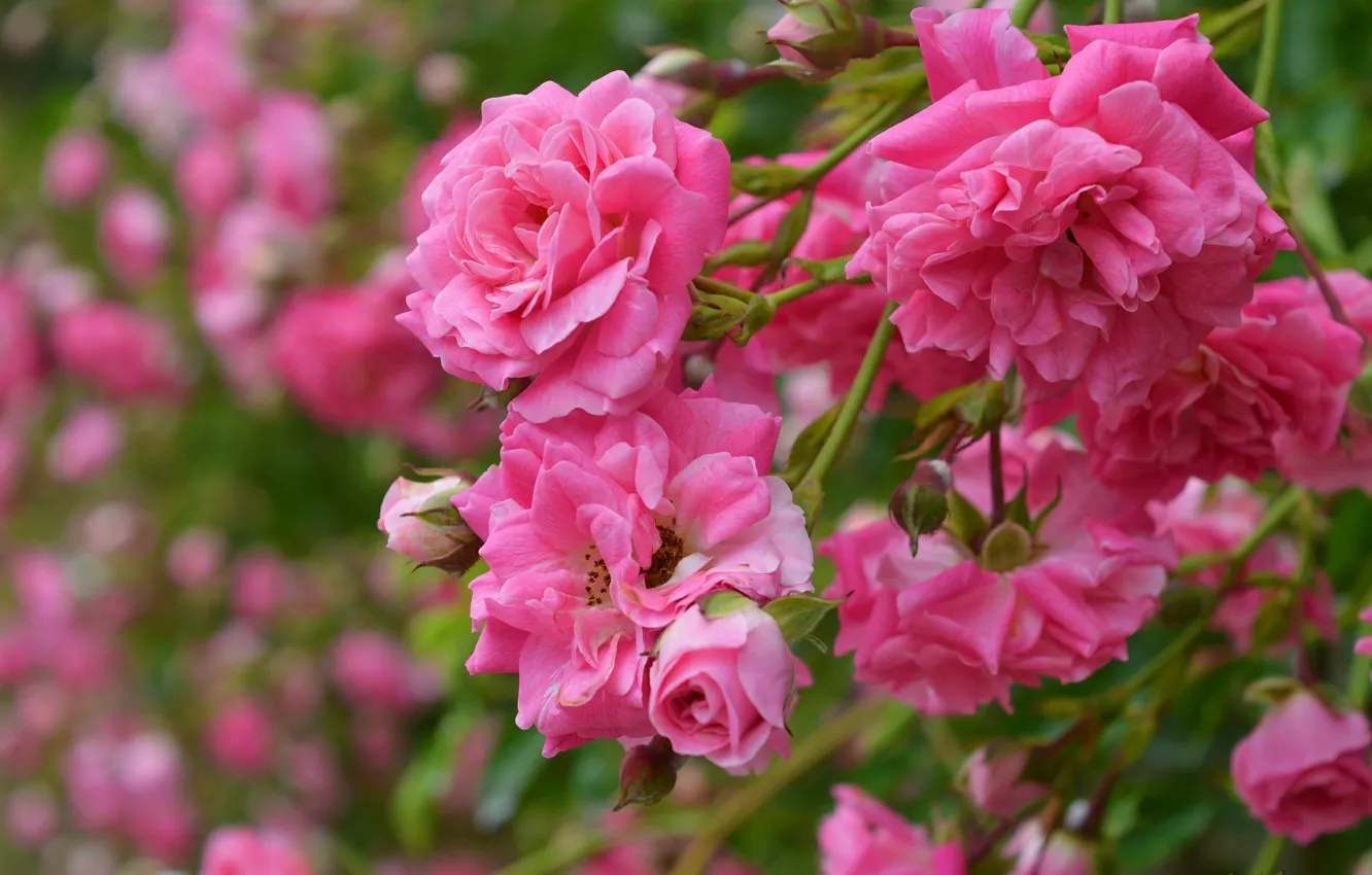 Фото обои Бутоны, Pink roses, Розовые розы