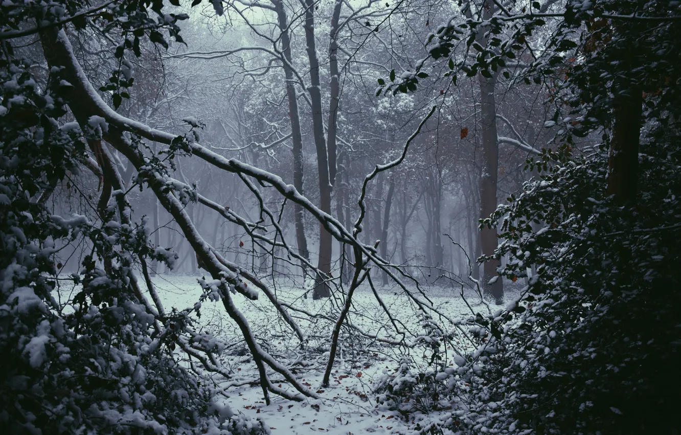 Фото обои зима, лес, снег, деревья, природа, туман, Великобритания, Nottinghamshire
