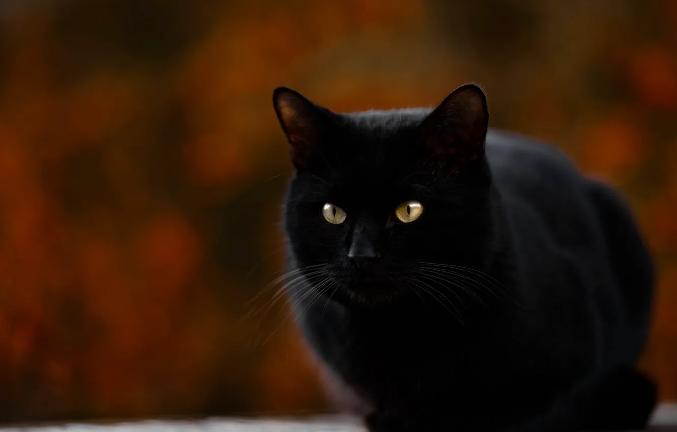 Фото обои сидит, размытый задний фон, черная кошка