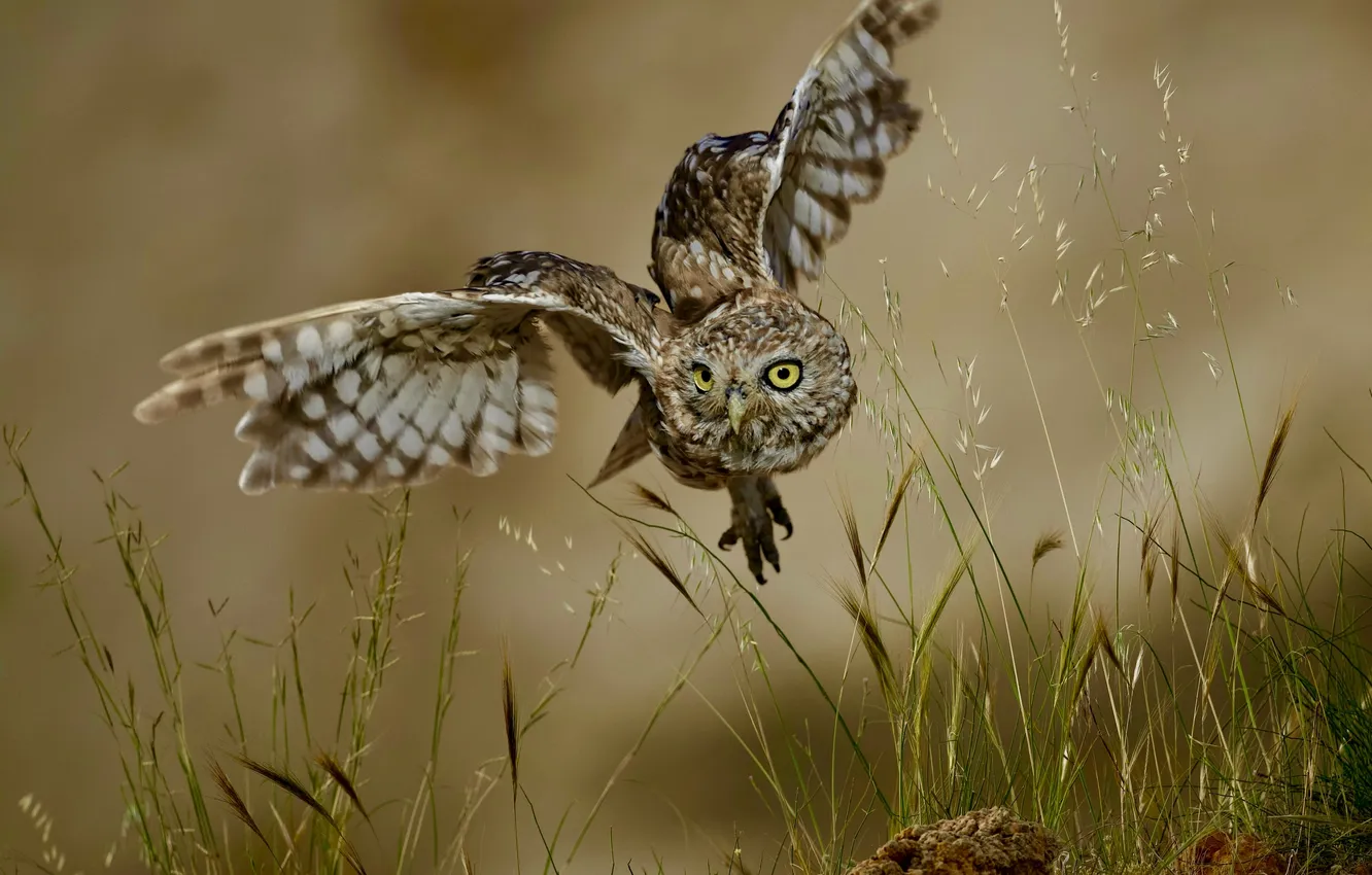 Фото обои полет, сова, боке, Little owl, размах крыльев, David Manusevich