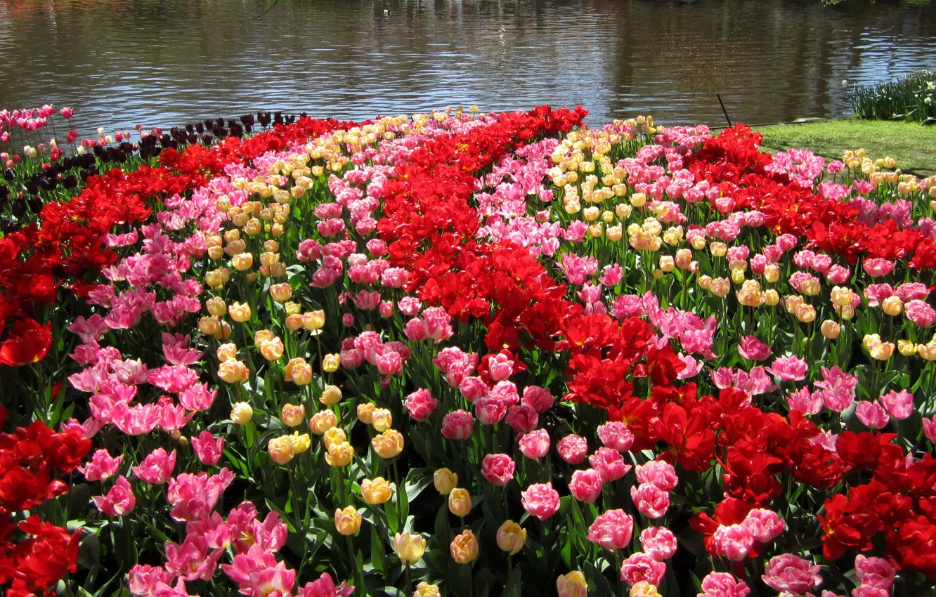 Фото обои пруд, сад, тюльпаны, Нидерланды, разноцветные, Keukenhof Gardens