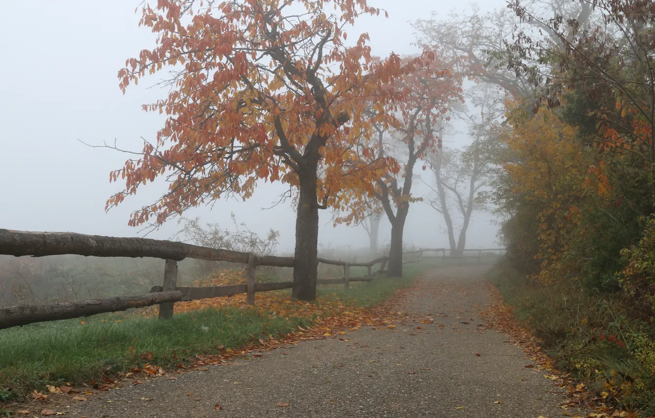 Фото обои Дорога, Туман, Осень, Деревья, Fall, Листва, Autumn, Road