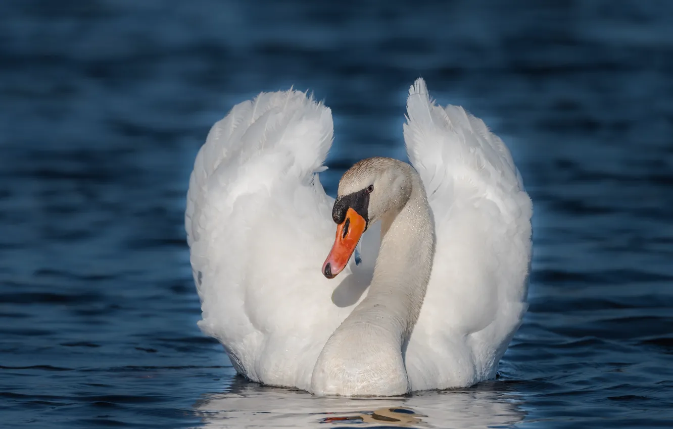 Фото обои белый, птица, лебеди, водоем, синий фон