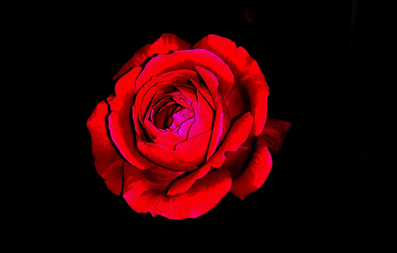 Фото обои red, rose, flower, clour