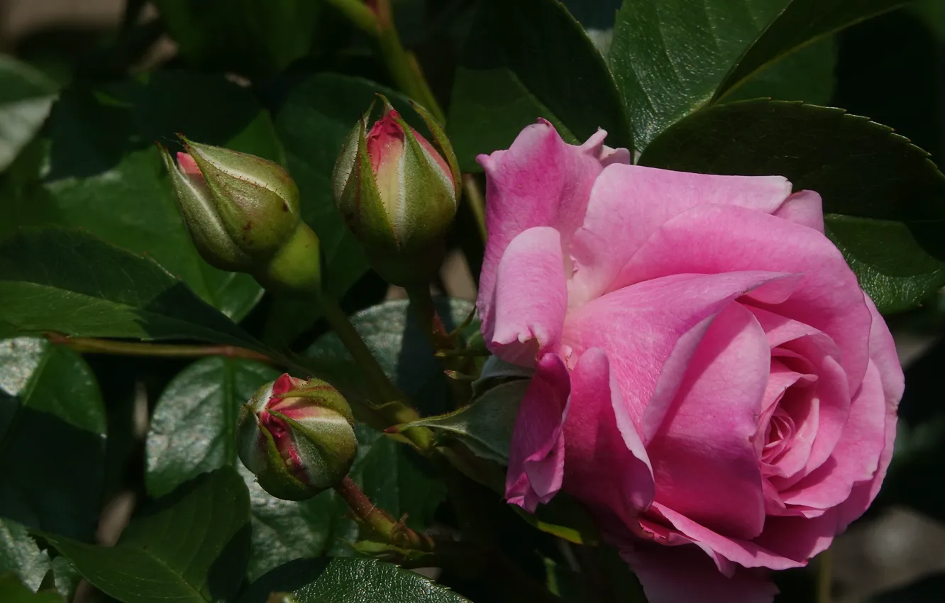 Фото обои цветы, Роза, бутоны, цветение