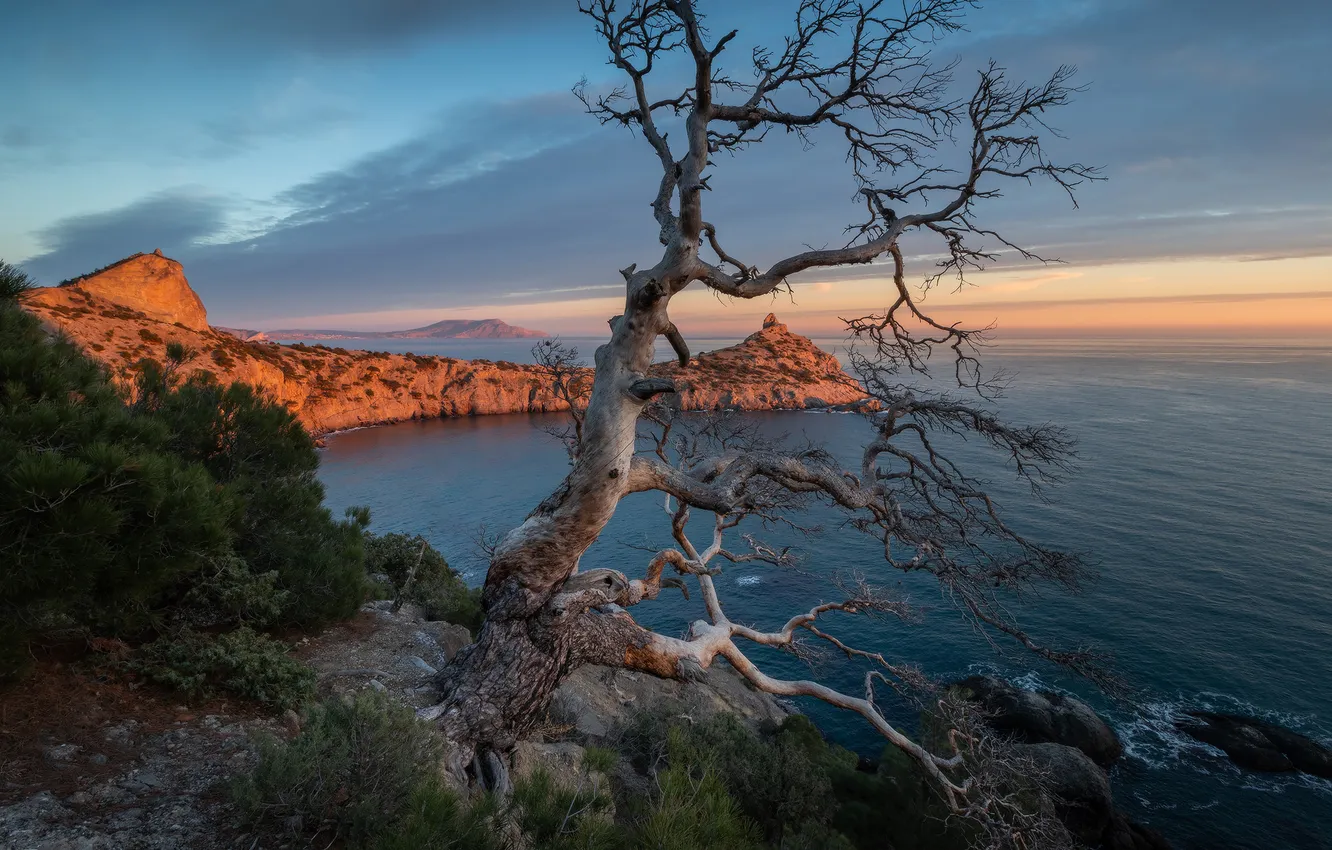 Фото обои ocean, water, tree