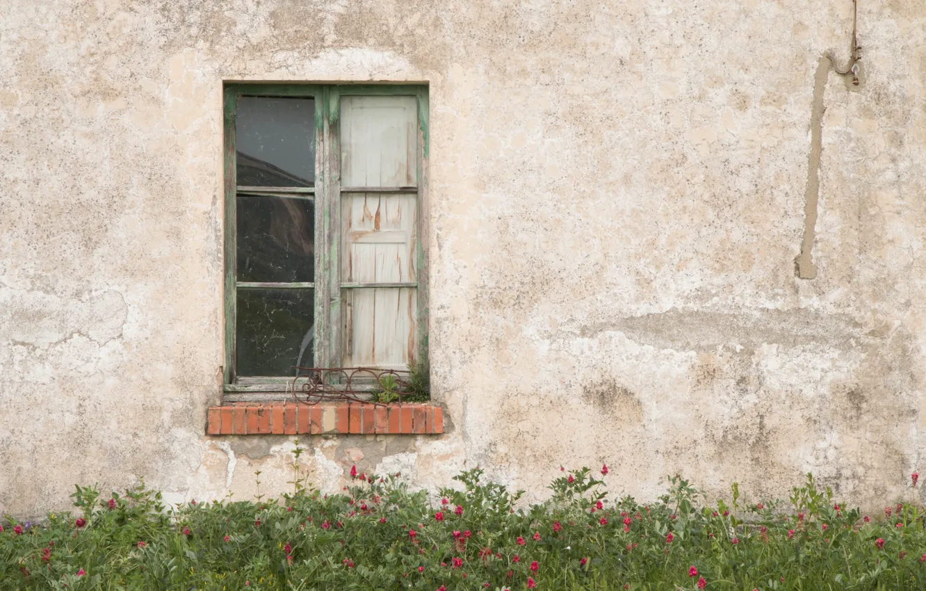 Фото обои house, flowers, garden, window, abandoned