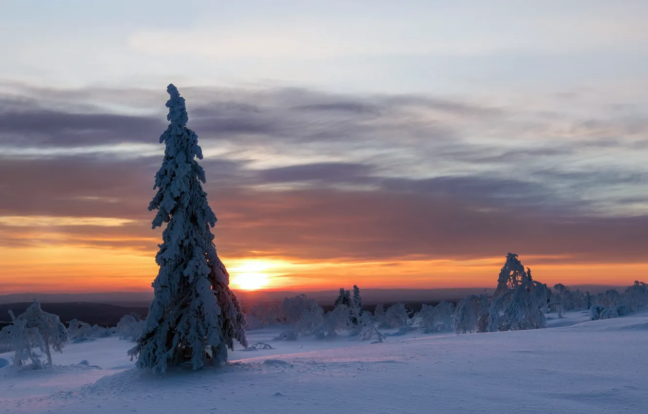 Фото обои зима, закат, дерево