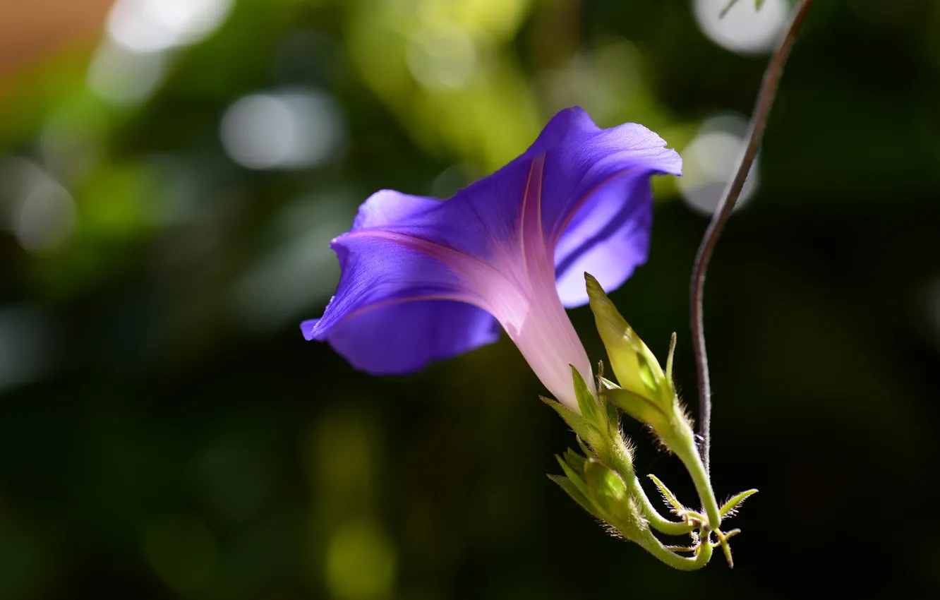 Фото обои фиолетовый, листья, цветы, вьюнок, вьюнки, ипомеи