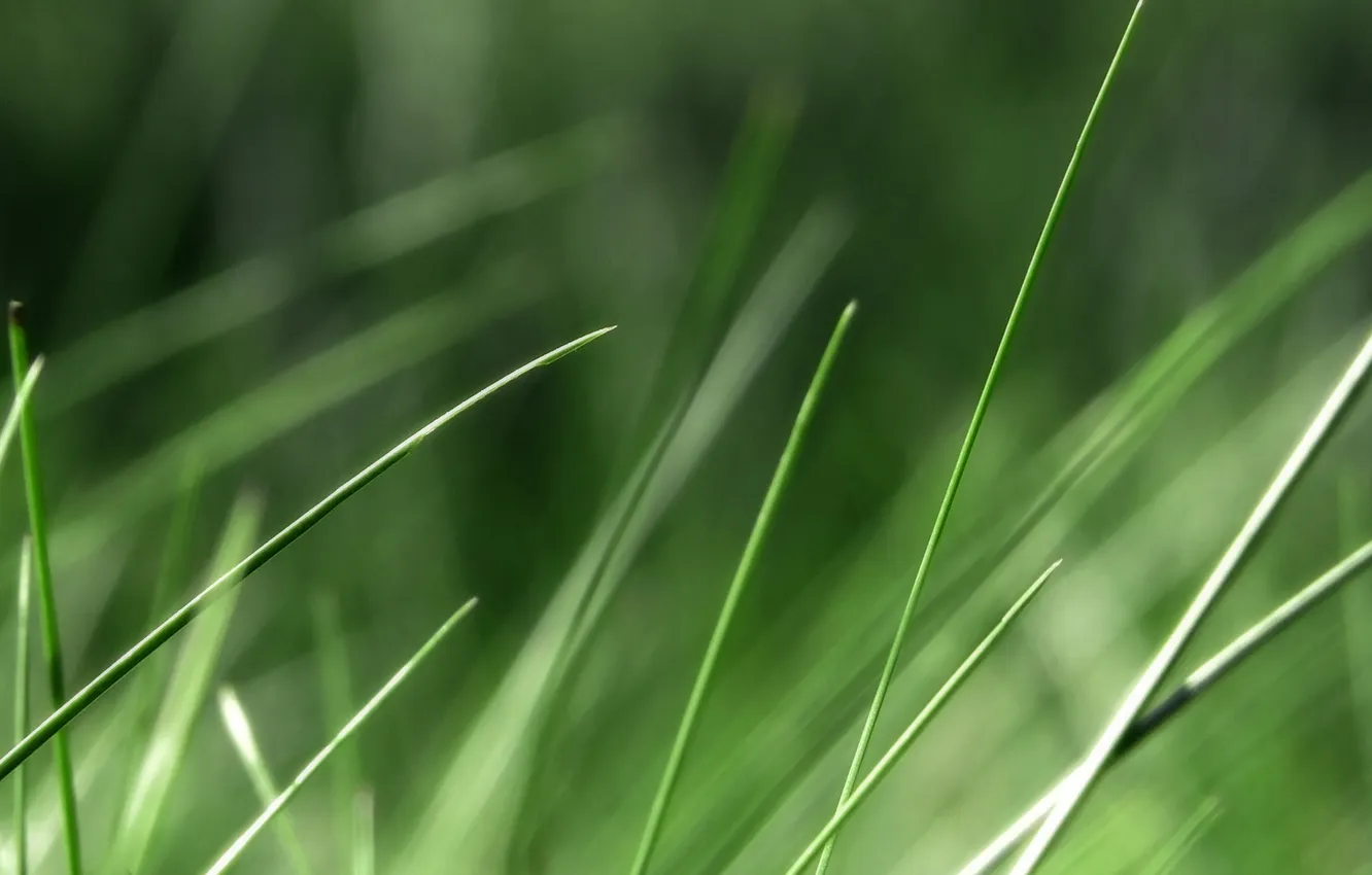 Фото обои зелень, трава, макро, природа, фото, фон, обои