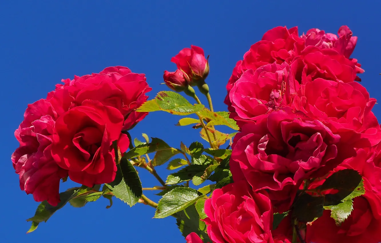 Фото обои небо, куст, розы, лепестки