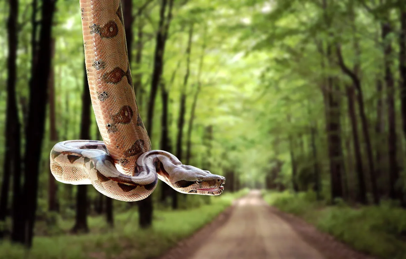 Фото обои дорога, лес, змея