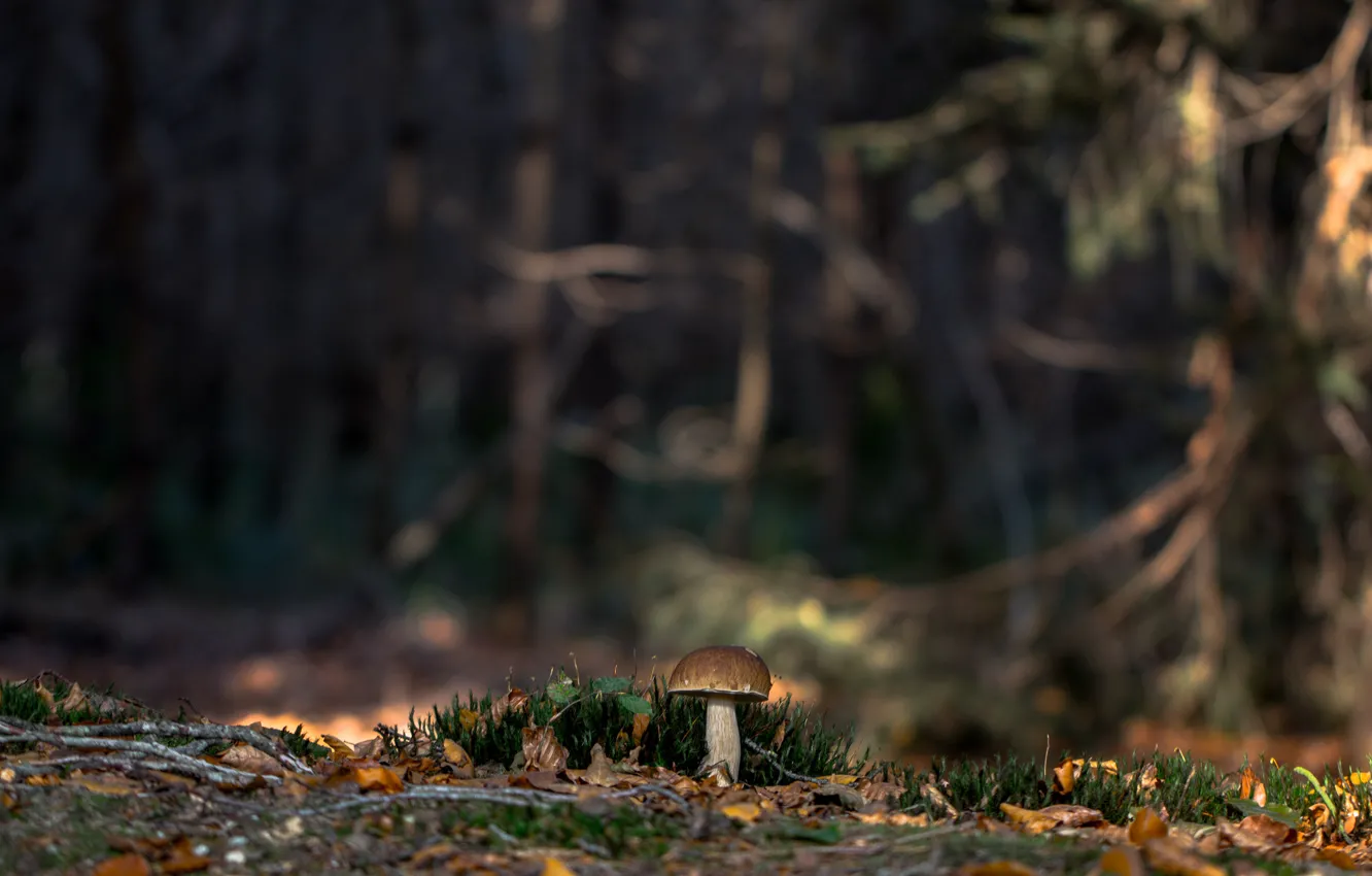 Фото обои лес, природа, мох, Белый гриб