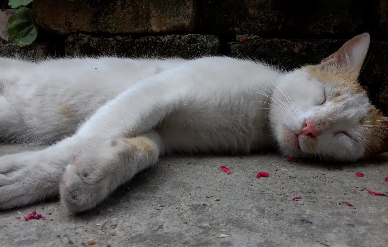 Фото обои cat, pet, white cat, cute animal, my cat
