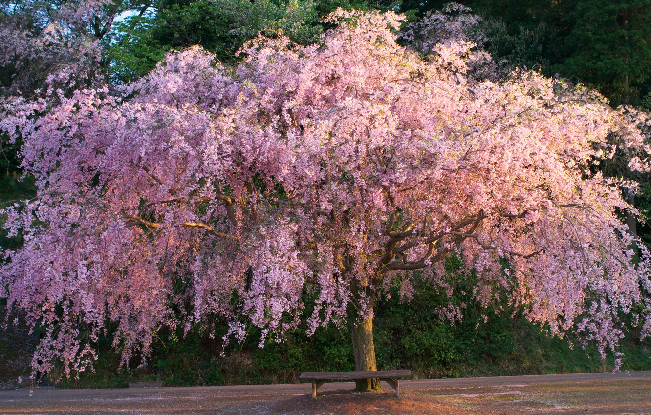 Фото обои дерево, сакура, лавочка, цветущее