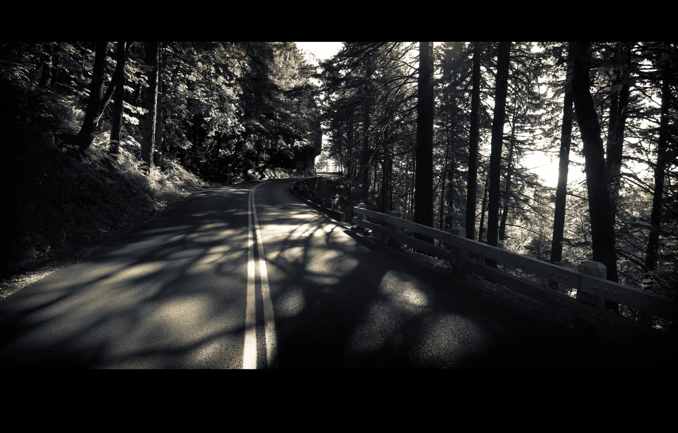 Фото обои дорога, лес, деревья, чёрно-белый