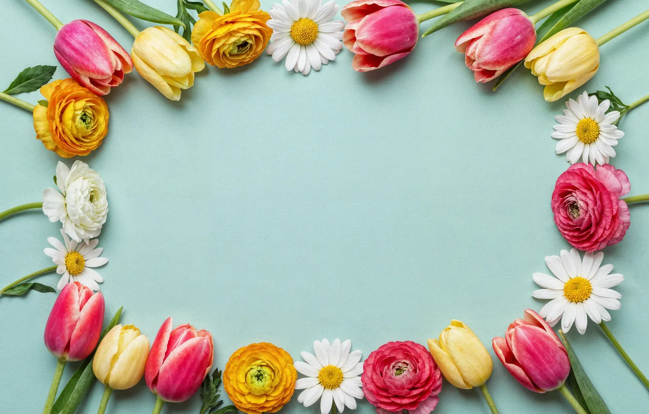 Фото обои цветы, рамка, colorful, flowers, tulips, spring, frame, floral