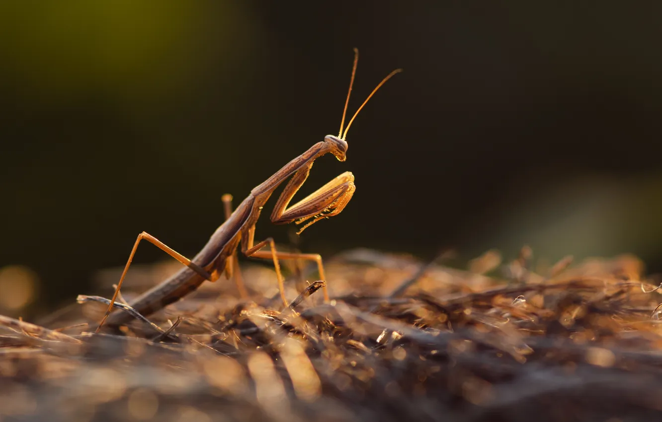 Фото обои light, insect, mantis