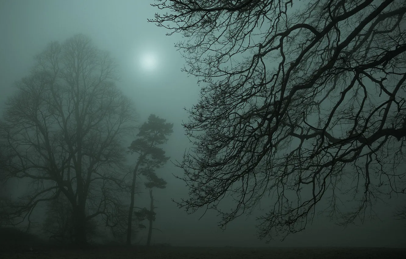 Фото обои свет, деревья, ночь, ветки, туман, утро, сумерки, раннее
