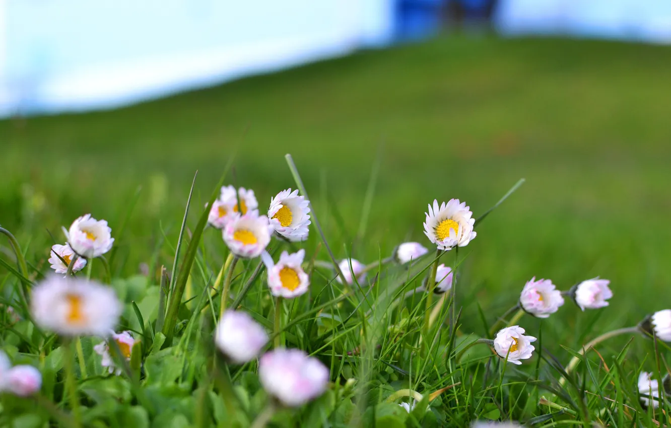 Фото обои поле, трава, цветы, бело-розовые
