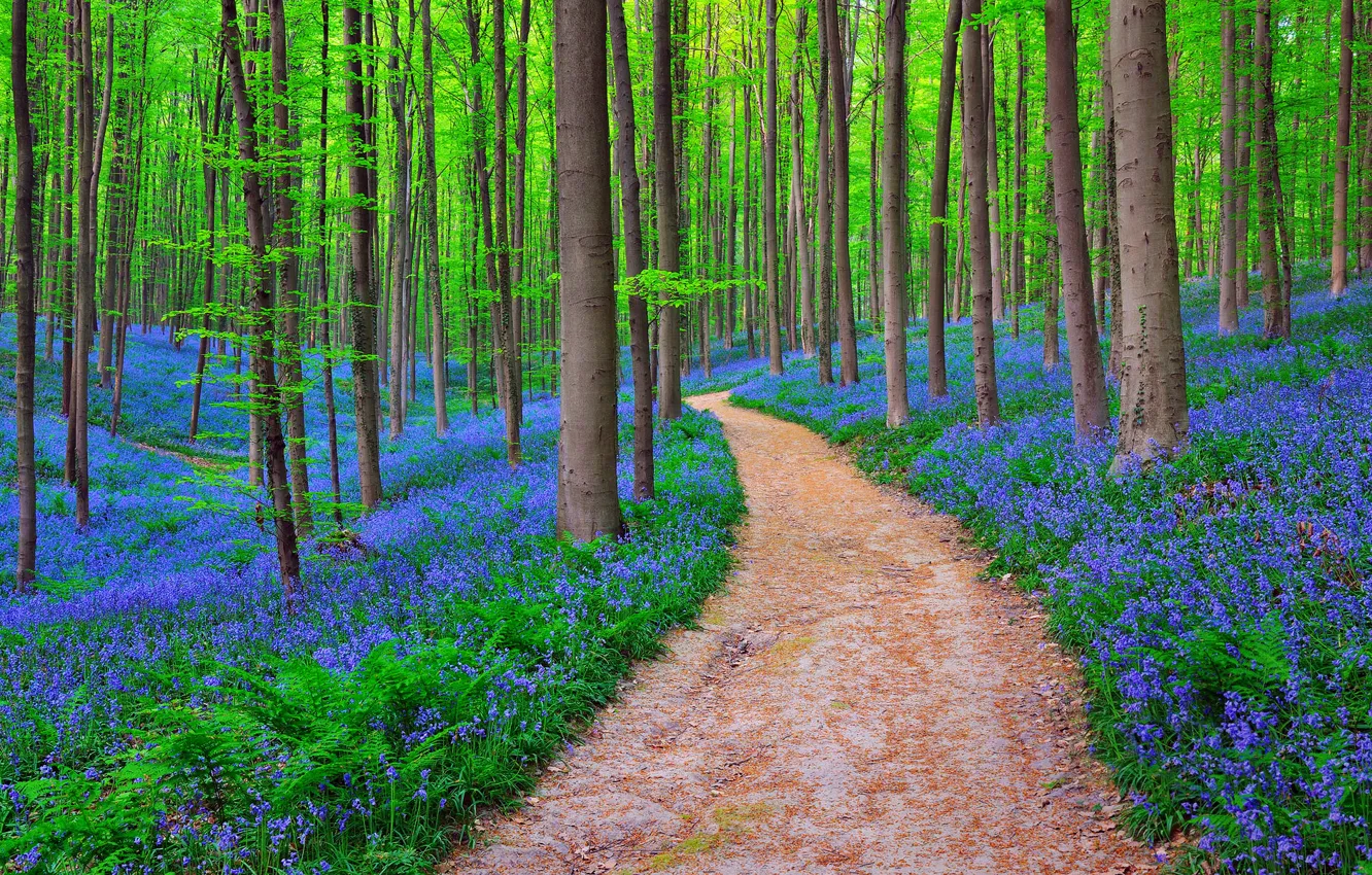 Фото обои лес, природа, Бельгия, BLUEBELLS IN HALLE’S FOREST